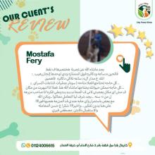 City Paws Client Review