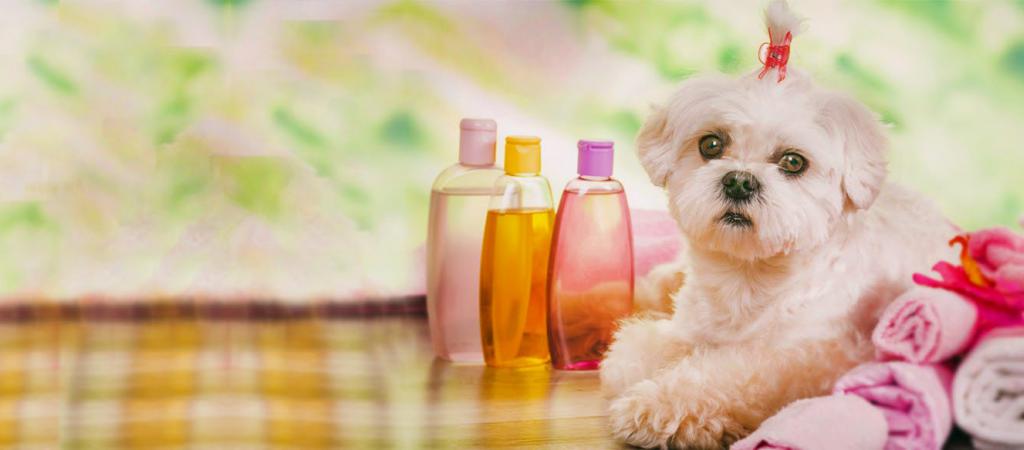 City Paws Clinic